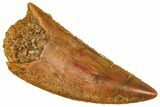 Serrated Raptor Tooth - Real Dinosaur Tooth #371443-1